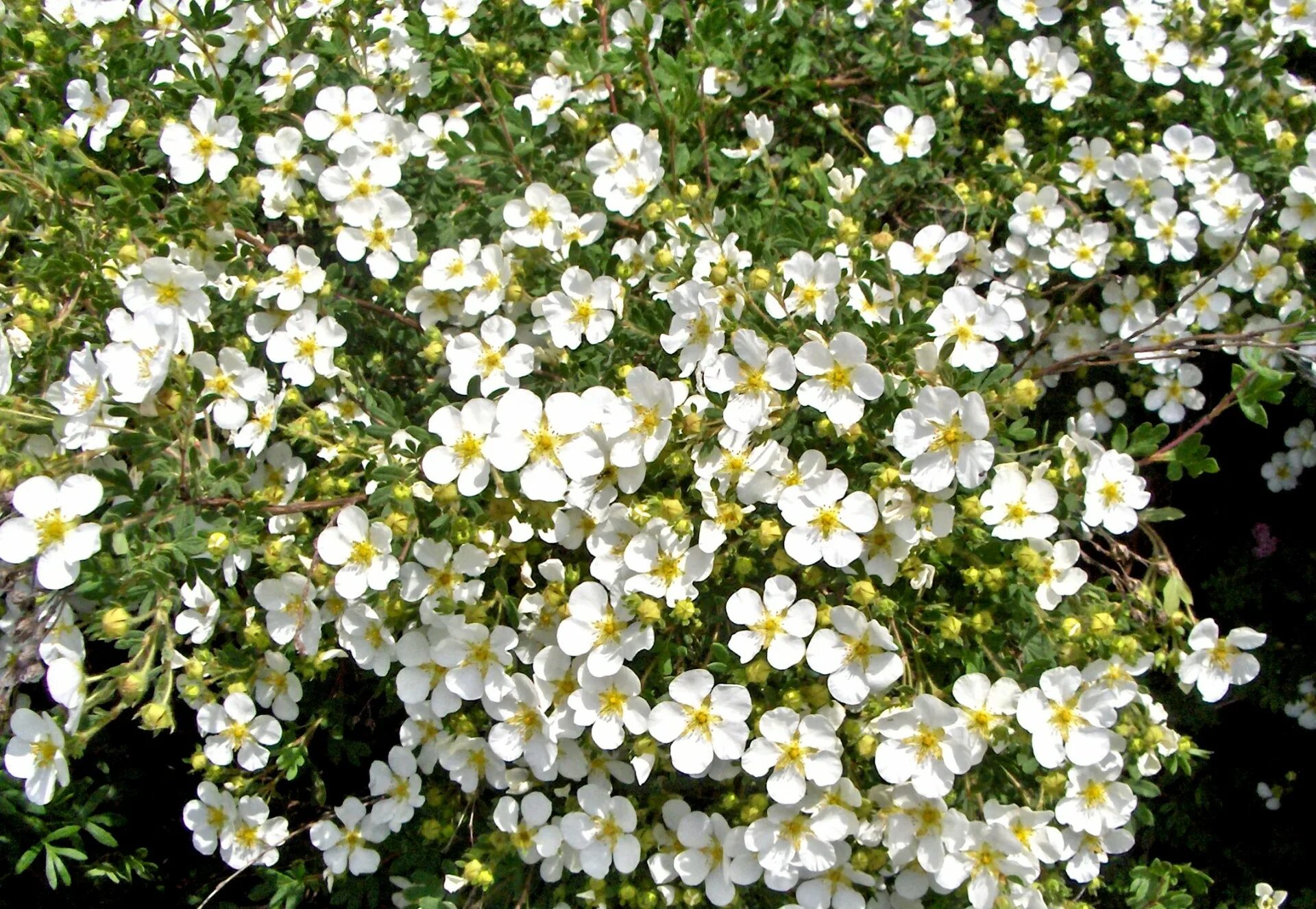 Название цветов мелкие белого цвета. Мелкие белые цветы. Маленькие белые цветочки. Цветок с маленькими белыми цветочками. Растение с мелкими белыми цветами.