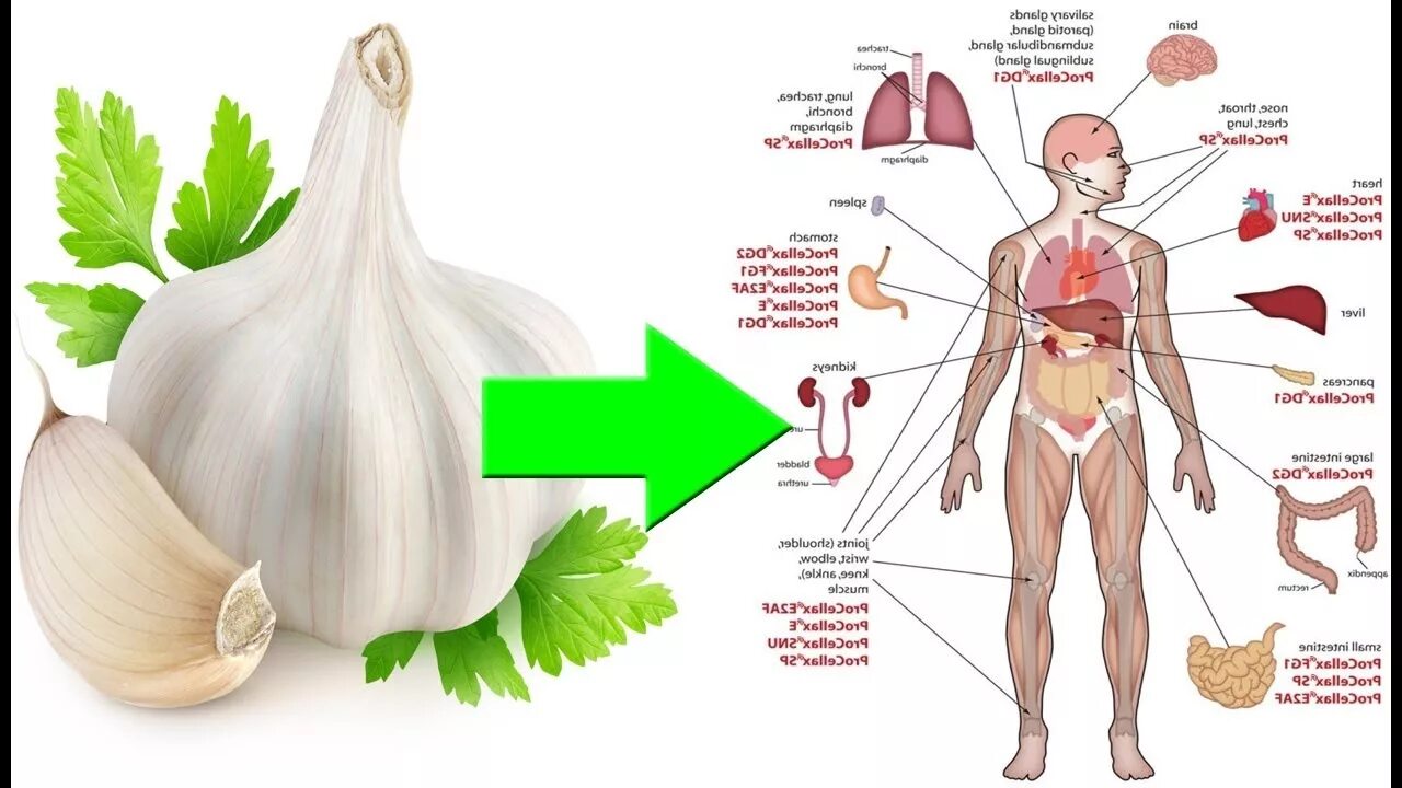 Чеснок для организма мужчины. Полезен чеснок для.организма. Что полезного в чесноке. Чеснок для организма человека. Чем полезен чеснок для организма человека.