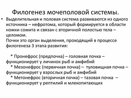 Мочевыделительная система позвоночных животных
