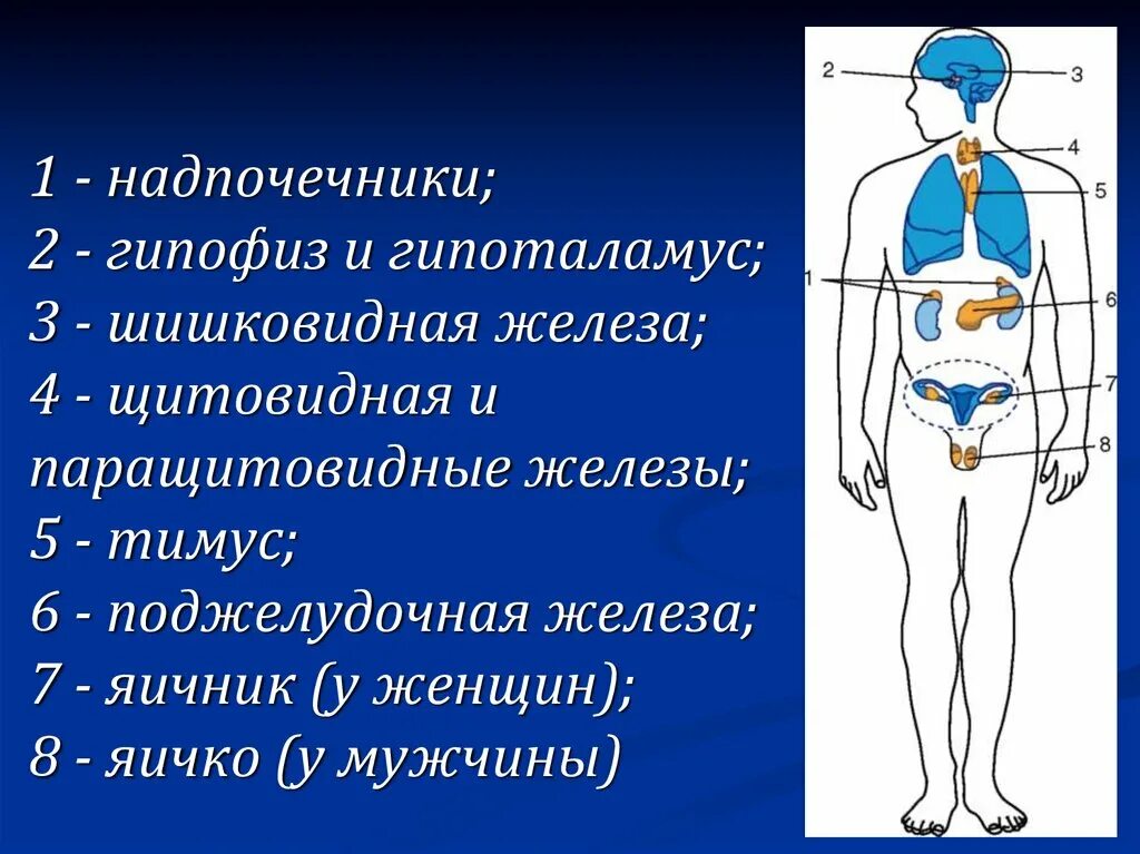 Тимус железа внутренней секреции. Гипофиз гипоталамус шишковидная железа. Гипоталамус гипофиз надпочечники. Шишковидная железа надпочечники.