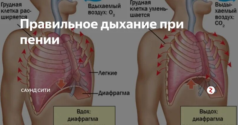 При спокойном дыхании диафрагма обеспечивает 90 процентов. При спокойном дыхании диафрагма обеспечивает 90 процентов