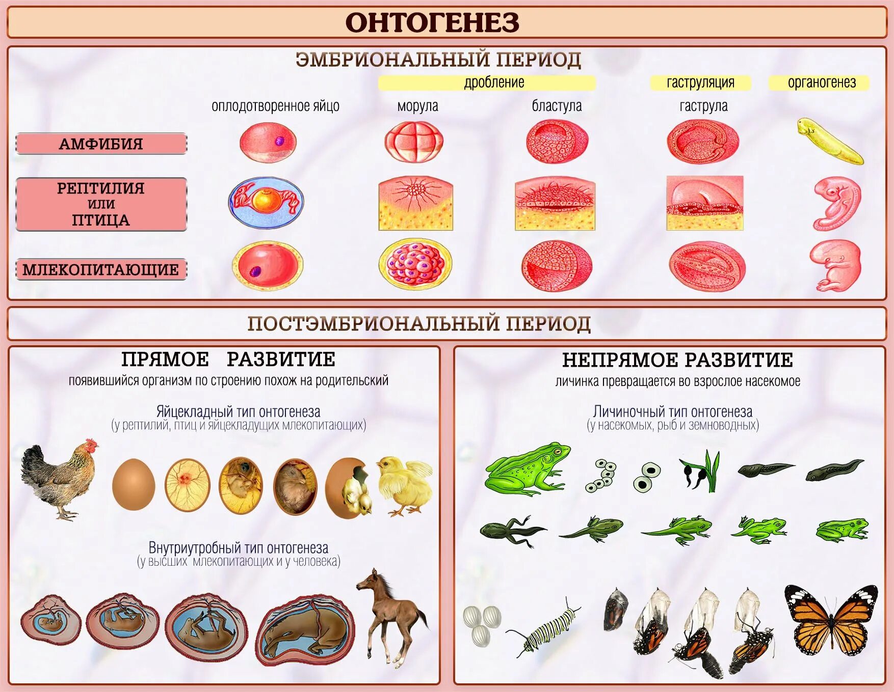 Типы развития животных биология 8 класс. Постэмбриональный период онтогенеза схема. Постэмбриональное развитие животных схема. Этапы постэмбрионального периода онтогенеза. Постэмбиональныйонтогенез.