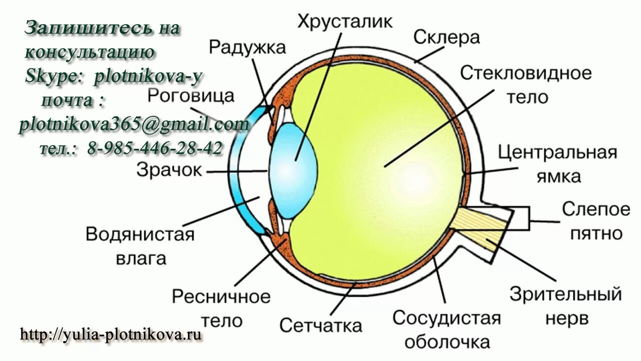 К оптической системе глаза относятся роговица хрусталик. Анализаторы глазное яблоко схема строение. Строение глаза сбоку. Строение зрительного анализатора глазное яблоко. Строение глаза сетчатка роговица хрусталик.