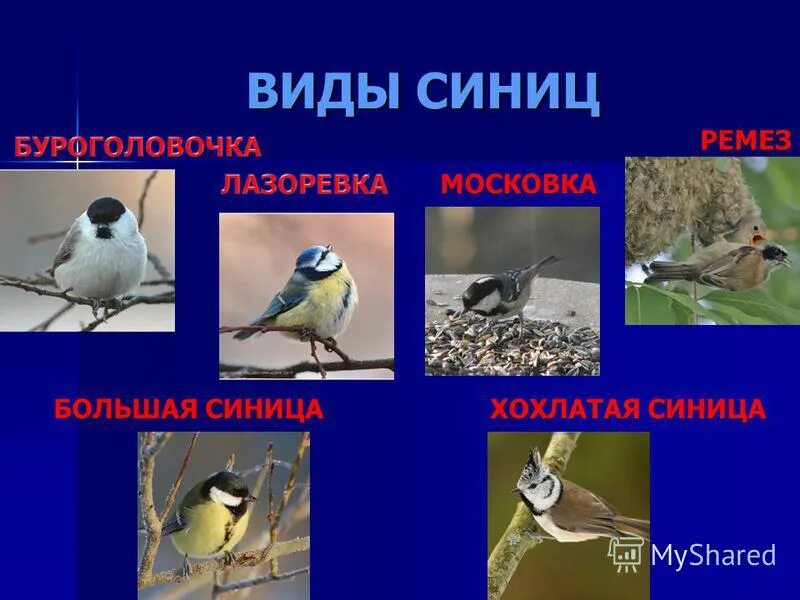 Какие виды синиц бывают. Виды синичек. синицы виды и названия. синички разные виды. синица лазоревка подвиды.