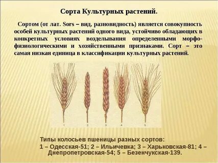 Пшеница твердая однолетнее светолюбивое растение ведущая