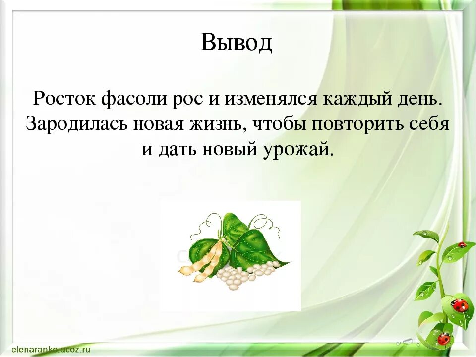 Прорастание фасоли проект. Вывод фасоли. Проект фасоль в домашних условиях. Проектная работа выращивание гороха. Прорастание семян гороха вывод