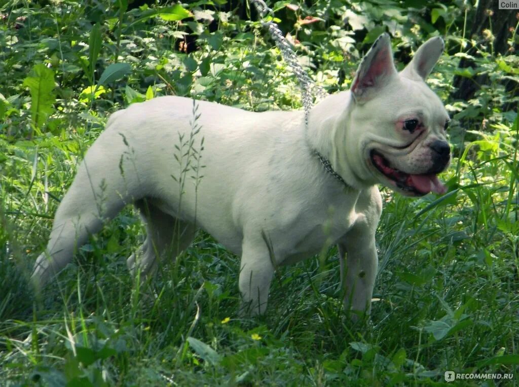 Помесь английского бульдога. Бульдог 8. Французский бульдог 8 месяцев. Английский бульдог 4 месяца. Бульдог ест.