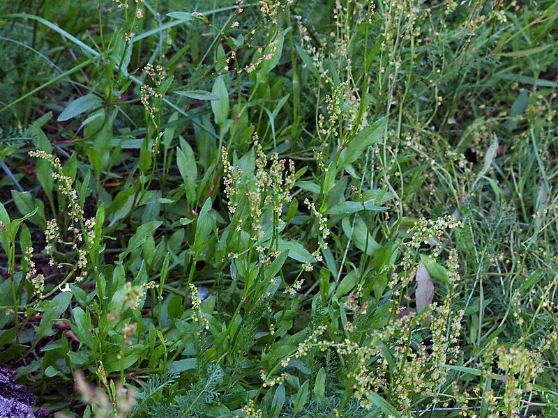 Дикие сорняки. Щавель воробьиный (Rumex acetosella). Щавель малый Щавелек. Щавель малый Rumex acetosella. Щавелек малый сорняк.