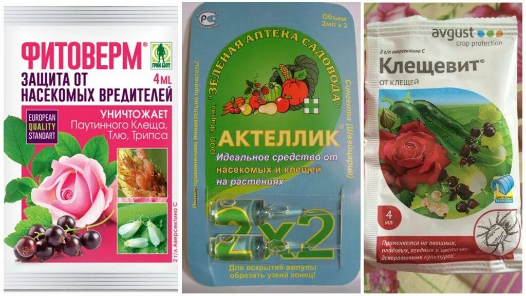 От паутинного клеща на комнатных растениях препараты. Против паутинного клеща препарат. Средство от паутинного клеща на растениях. Трипсы щитовки и паутинный клещ. Препарат акарин от вредителей.