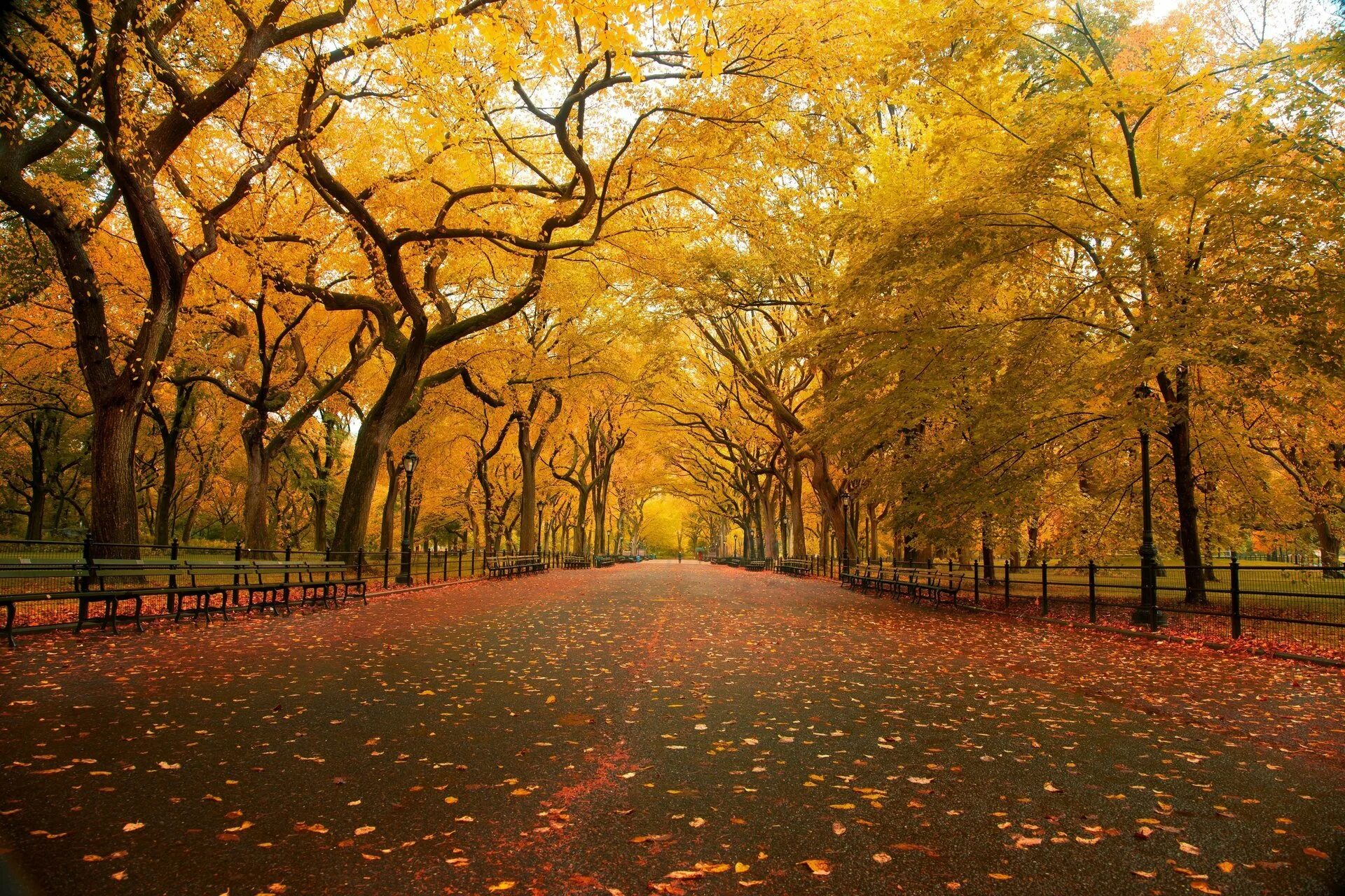 Осень 2025 года. Центральный парк Нью Йорк аллея Вязов. Осенний парк. Осенняя аллея. Осень аллея.