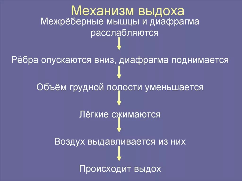 При выдохе у человека происходит. Механизм процесса вдоха и выдоха. Механизм вдоха и выдоха схема. Механизм вдоха механизм выдоха. Механизм вдоха и выдоха кратко.