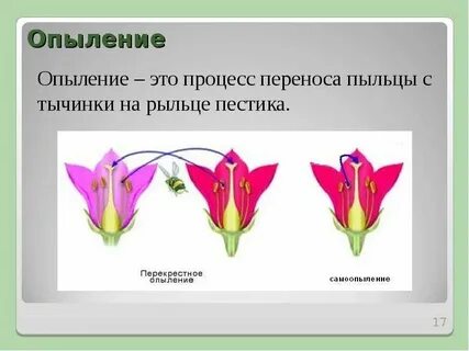 Оплодотворение с помощью ветра