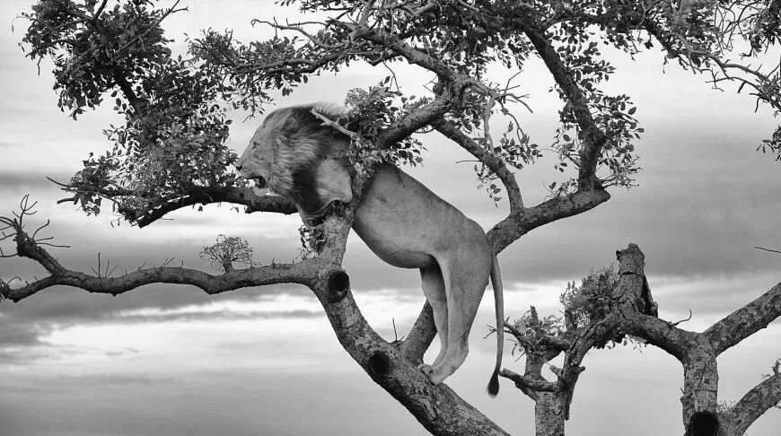 Tree animals