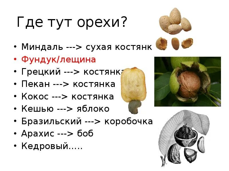 Орех какой тип плода. Грецкий орех плод костянка. грецкий орех строение плода. грецкий орех костянка или орех. сухая костянка грецкий орех.