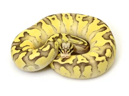 Expansion Sinis Jumping Jack butter pastel ball python Creux enfer Océanie