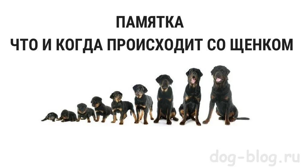 Собаки до и после взросления. Взросление немецкой овчарки. Взросление щенков. Периоды роста и развития щенков. Лабрадор взросление по месяцам.