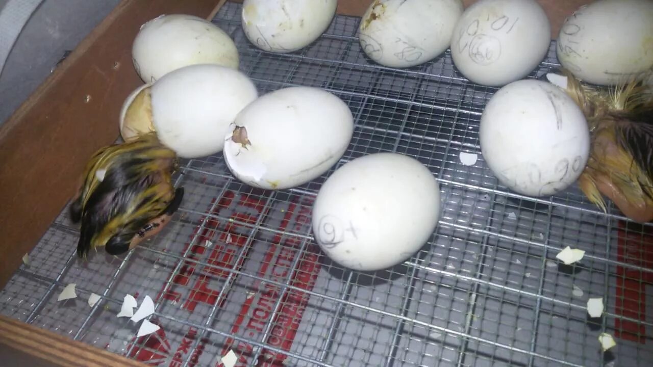 Через какое время после вылупления. Инкубатор Несушка Утиные яйца. Инкубационное яйцо индоутки. Яйцо гусиное инкубационное. Инкубация утиных яиц дикой утки.