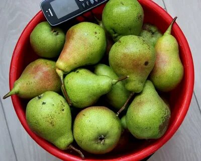 Груша любимица