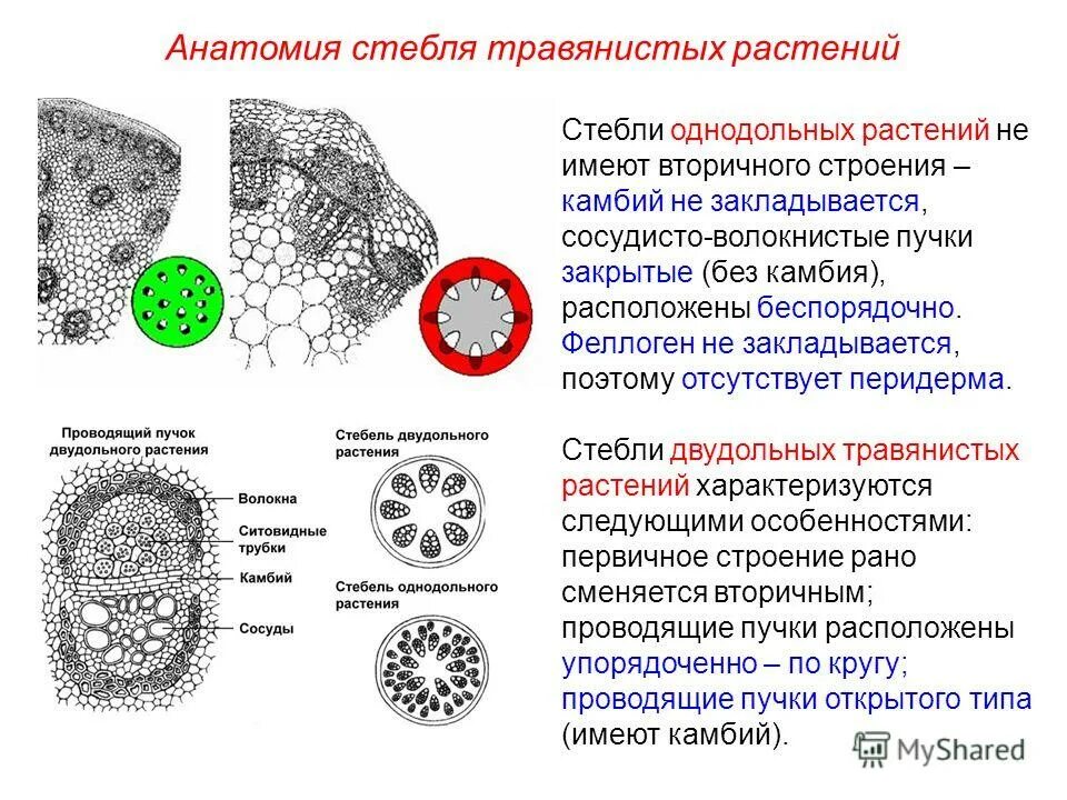 Проводящие пучки в стеблях однодольных. Анатомическое строение стебля травянистых двудольных растений. расположение проводящих пучков в стебле однодольных и двудольных. анатомия стебля однодольных растений. строение стебля однодольного растения.