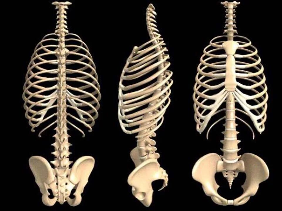 Сколько ребер у человека у женщин. Скелет туловища,позвоночник,ребра,Грудина. Скелет грудной клетки. Скелет грудной клетки человека. Скелет человека грудная клетка ребра.