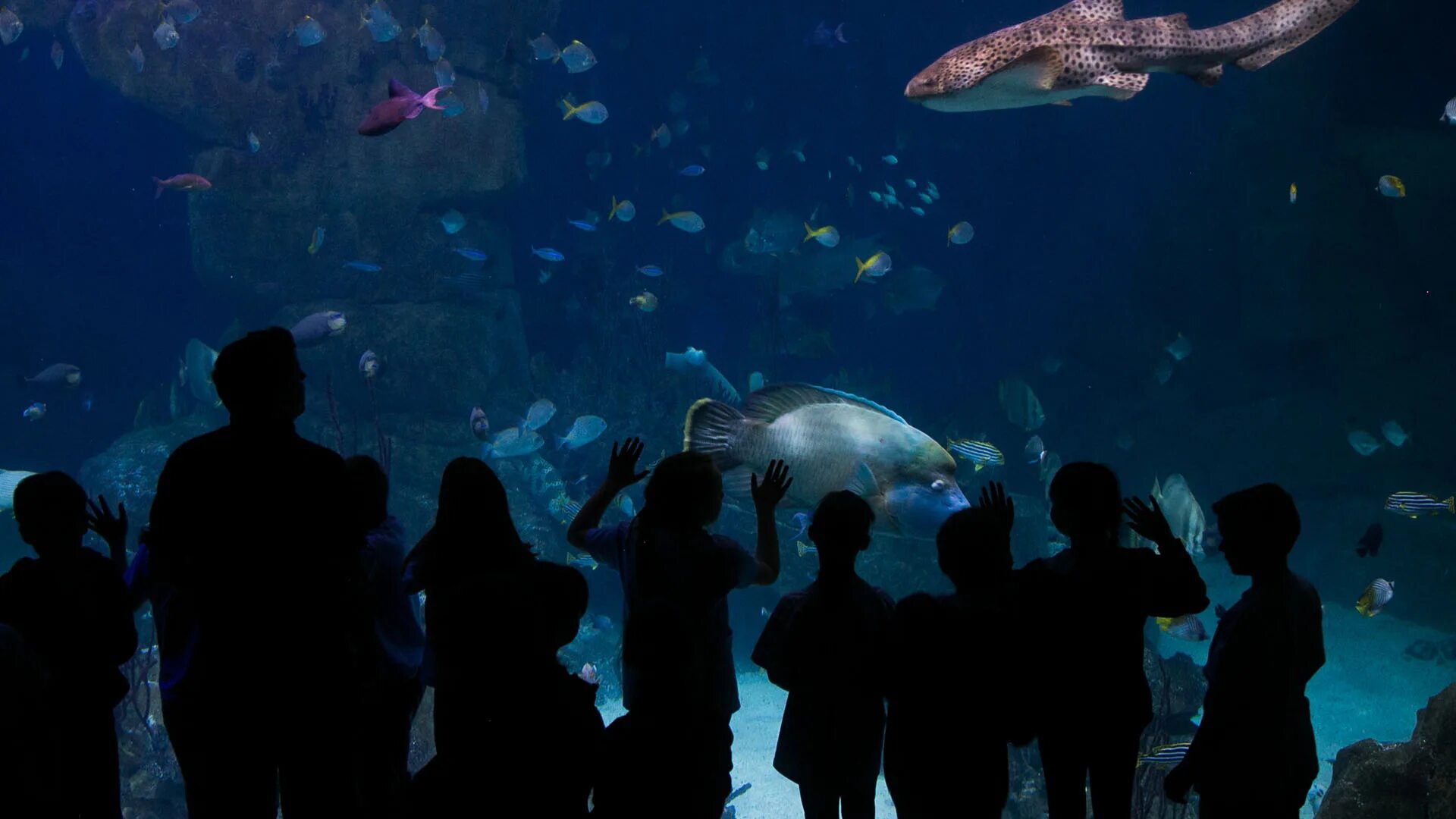 Marine aquarium. National Marine Aquarium Плимут. The National Marine Aquarium in Plymouth. Океанариум в Плимуте. The National Marine Aquarium, Rope walk, Coxside.