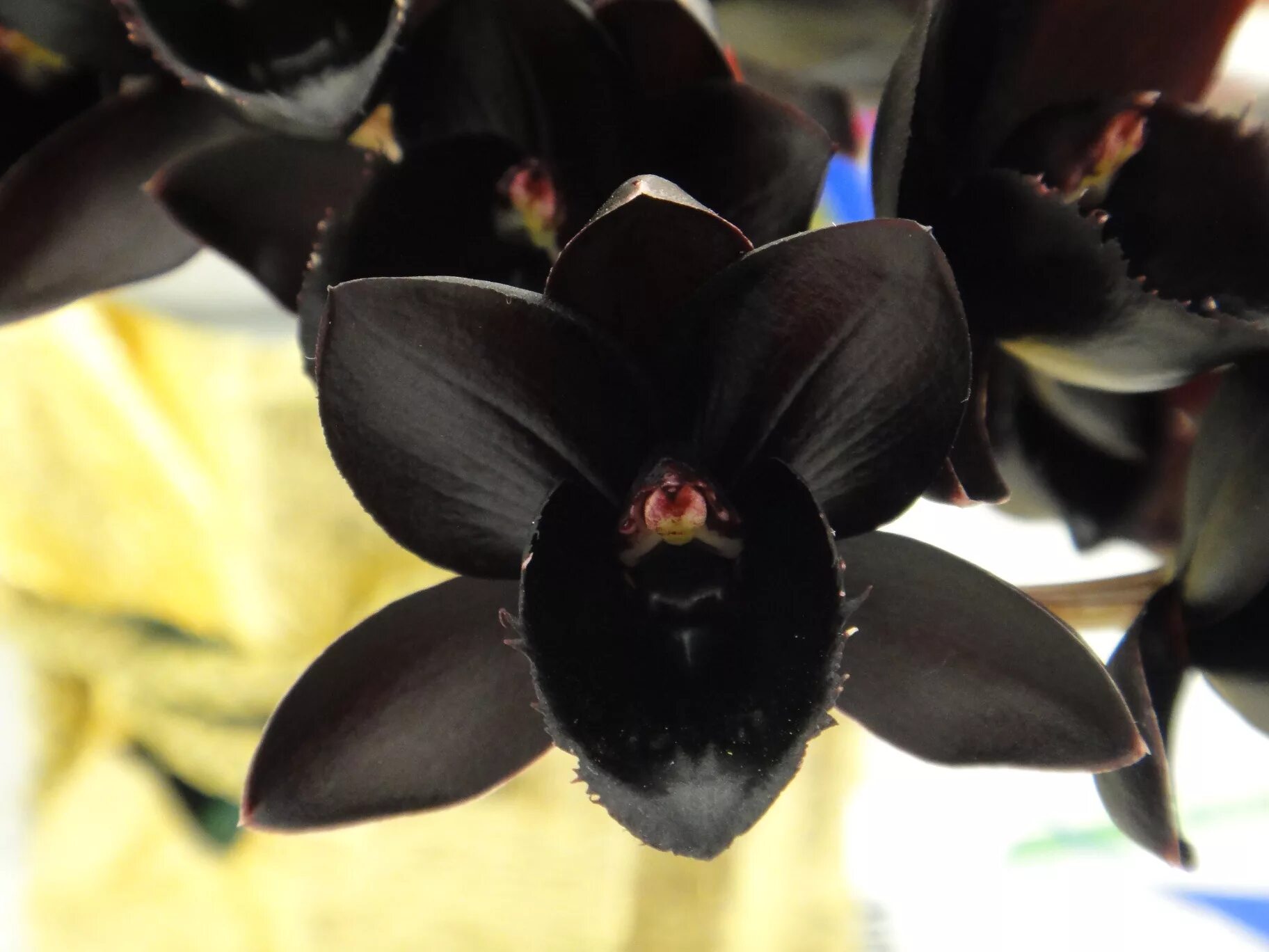 Cuidados de la orquídea negra Flores exóticas, Plantas de orquideas, Plantas exó