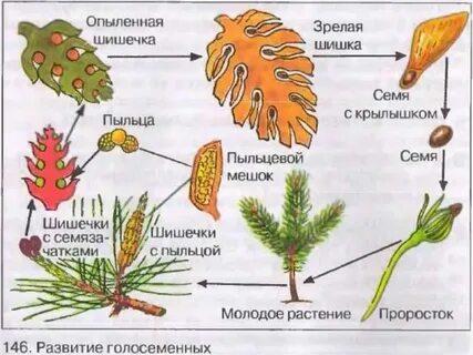 Диаграмма голосеменных растений