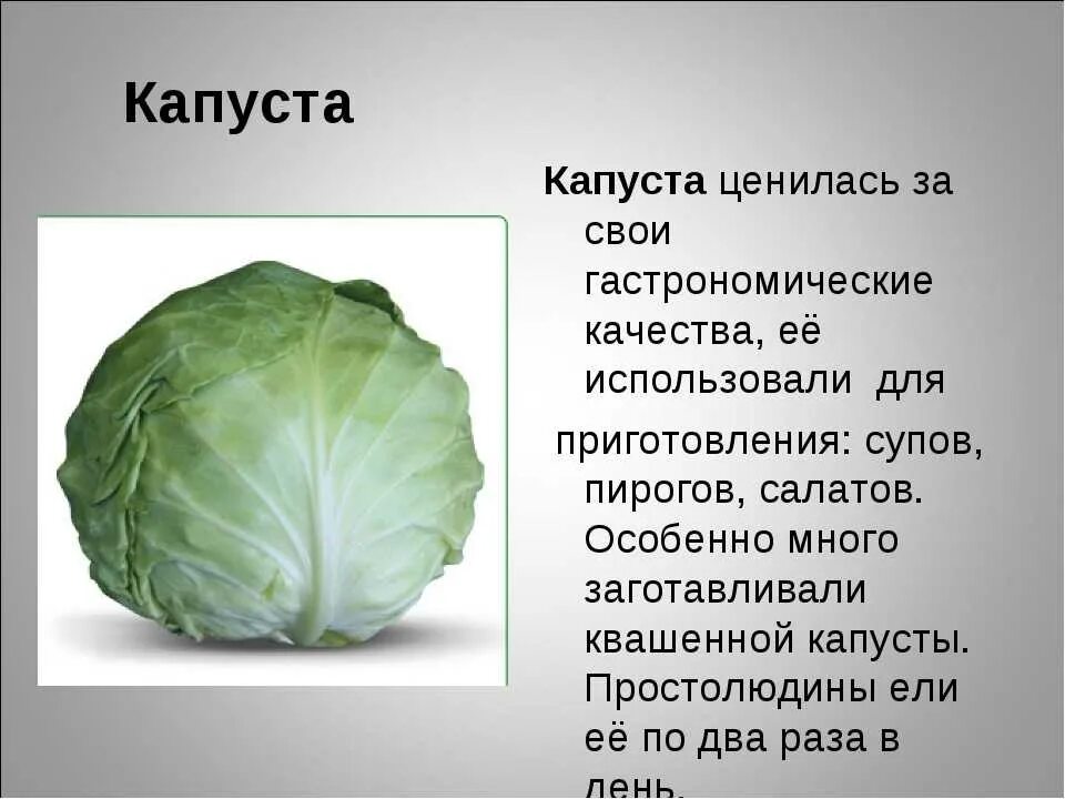 Рассказ о капусте. Описание капусты. Капуста для презентации. Доклад о капусте.