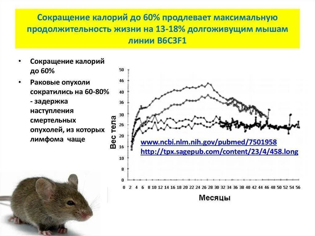 Продолжительность жизни мыши