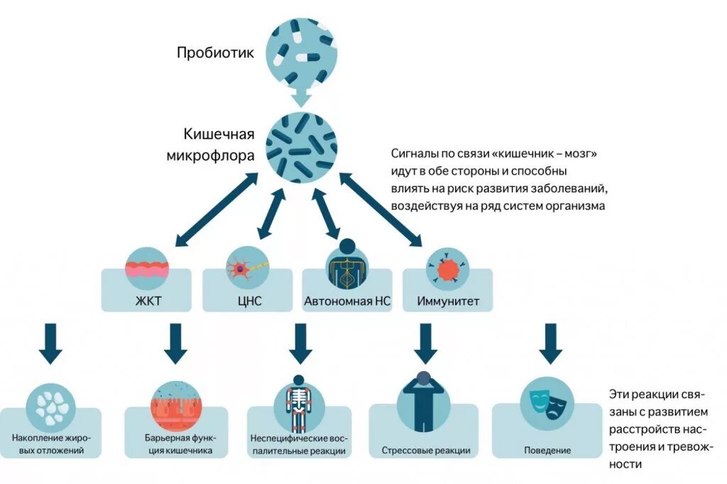 Иммунная и кишечник. Микробиота кишечника и иммунитет. Иммунитет и кишечник взаимосвязь. Микрофлора кишечника и иммунитет. Микрофлора кишечника влияет на иммунитет.