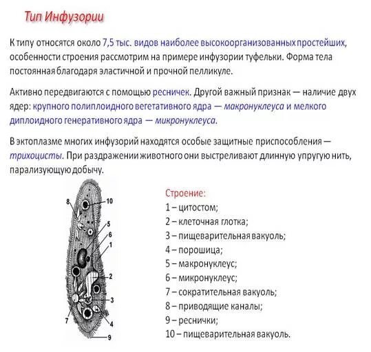 Какую функцию инфузории туфельки выполняет сократительная вакуоль. Сократительная вакуоль эвглены зеленой. Пищеварительная вакуоль у эвглены зеленой. Пищеварительная вакуоль у эвглены зеленой функции. Пищеварительная вакуоль евглена зеленая.