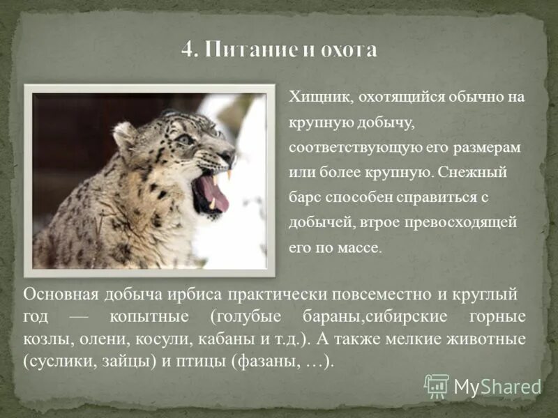 Ирбис список мсоп угрожаемых видов хищных. Ирбис список мсоп угрожаемых видов хищных