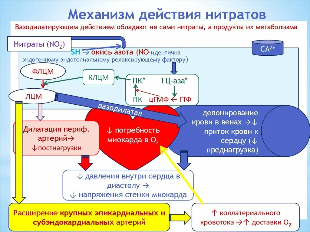 Механизм антиангинального действия нитроглицерина схема. Механизмы действия антиангинальных средств схема. Механизм действия нитратов антиангинальные средства. Механизм антиангинального действия органических нитратов. Препараты группы нитратов