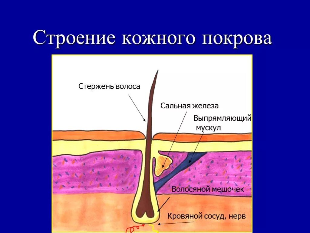 Строение кожного Покрова. Строение кожного Покрова и волоса. Строение волоса. Кожа. Строение кожных покровов.