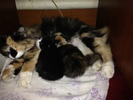 Котята от домашней кошки