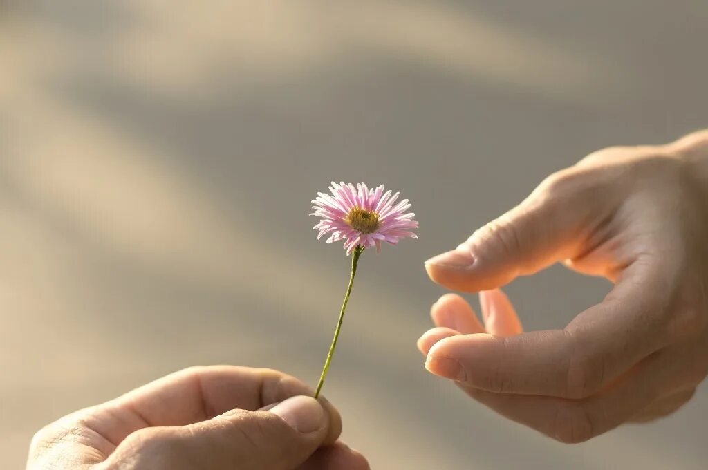 Цветок на руку.. Цветочек в руке. Цветочек в ладошках. Цветы в протянутой руке. Что такое щедрость души