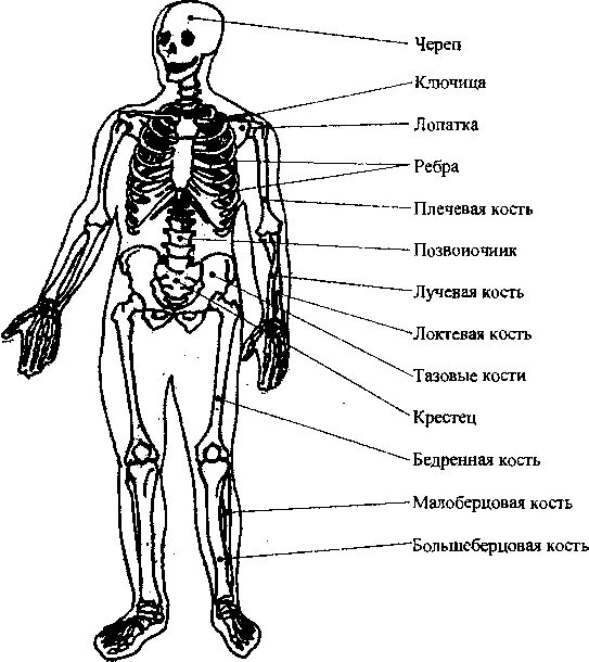 Подпишите названия костей скелета. Костная система человека схема. Костная система человека название костей. Схема органы костной системы. Строение костной системы скелета.