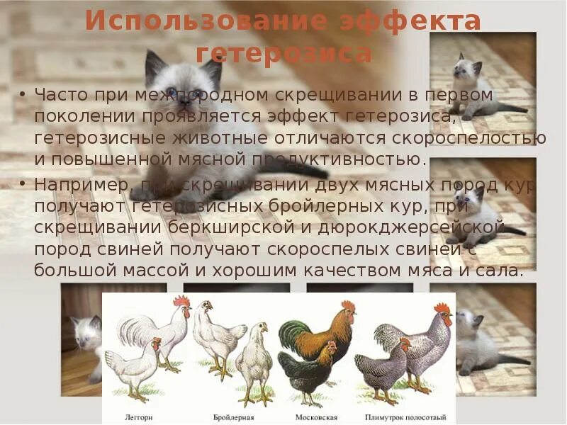 Селекция куриц презентация. Гетерозис в селекции животных. Эффект гетерозиса в селекции животных. Селекция кур примеры.