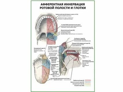 Иннервация полости рта