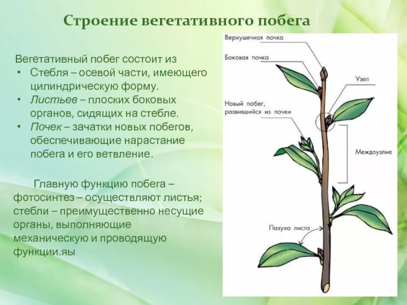 Часть вегетативного побега