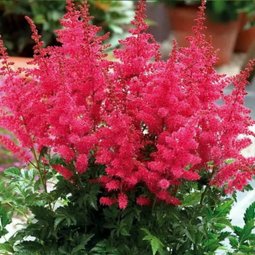 Астильба younique pink. Астильба гибридная юник пинк. Астильба юник церизе. Астильба гибридная юник пинк. Астильба гибридная юник пинк.