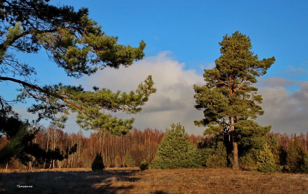 Сосна Российская. Русские сосны. Екатеринбург сосны. Сосна в Татарстане.