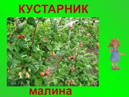 Про куст