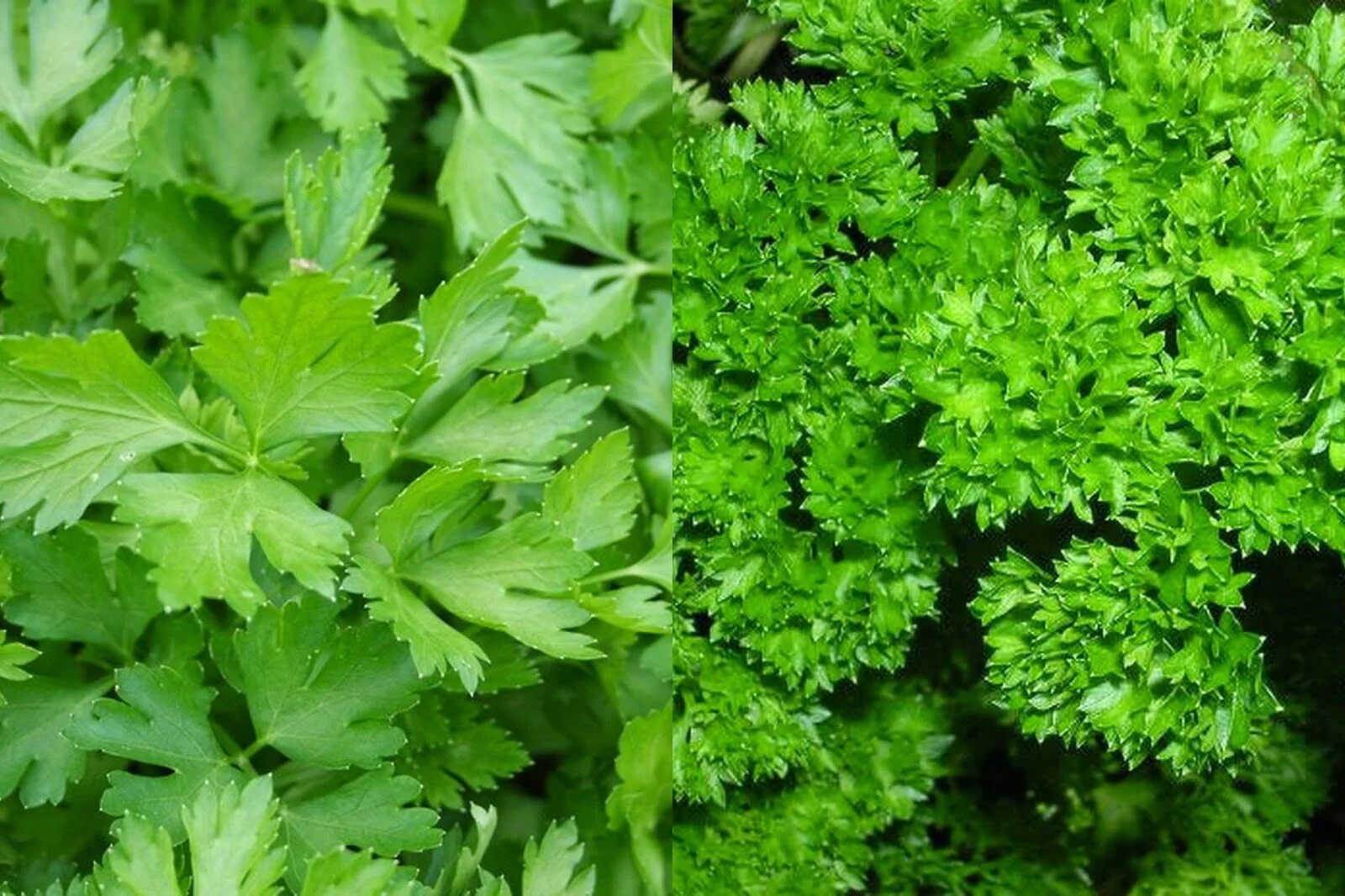Петрушка листовая бриз. Patrunjel. Про петрушку. Отвар петрушки. Петрушка риалто.