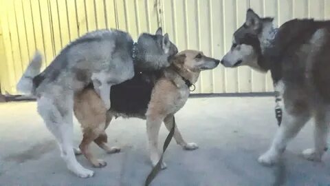 Кобели видео