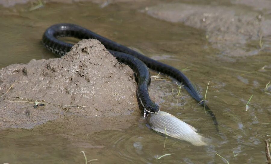 Рыба ест змею. Рыба уж. Рыбоядные змеи. Водяной уж крым. Змея шахматная гадюка.