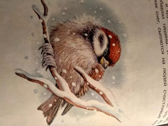 Взъерошенный воробей рисунок. Паустовский растрепанный воробей книга. Иллюстрации к рассказу паустовского растрепанный воробей. Диафильм растрепанный воробей паустовский. К паустовский сказка растрепанный воробей.