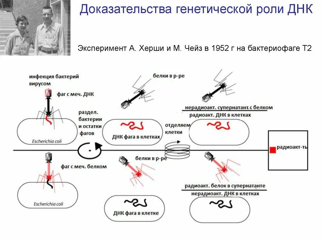 Опыты а. Херши и м. Чейз.. Эксперимент Херши Чейз. Эксперимент Альфреда Херши и Марты Чейз. Эксперимент Херши и Чейза