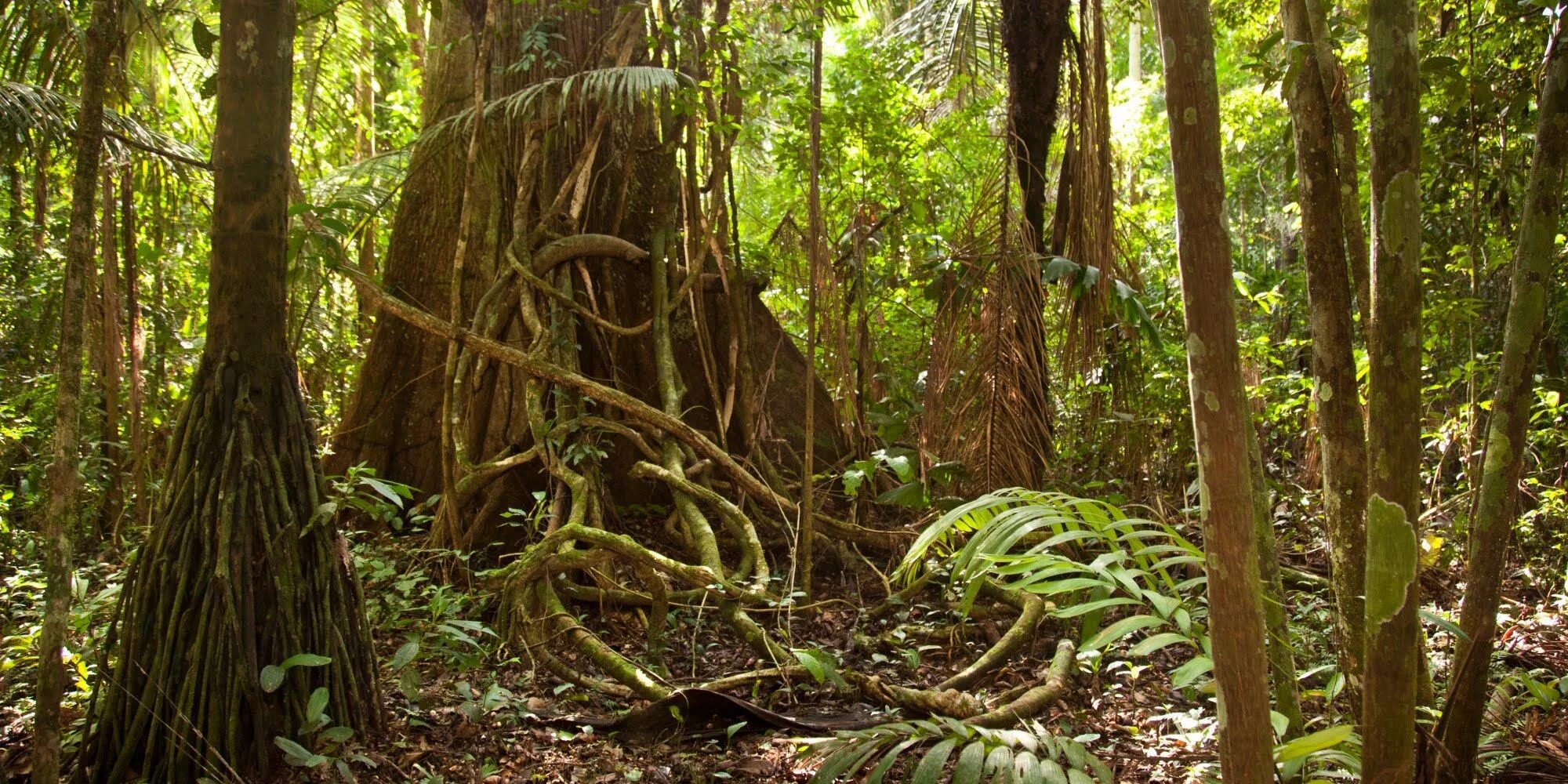 Сельва Перу. Дождевые леса Амазонии. Сельва деревьев Бразилии. Амазон лес. Другой джунглей