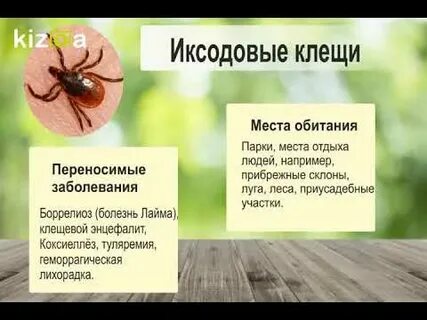 Антибиотик от клеща